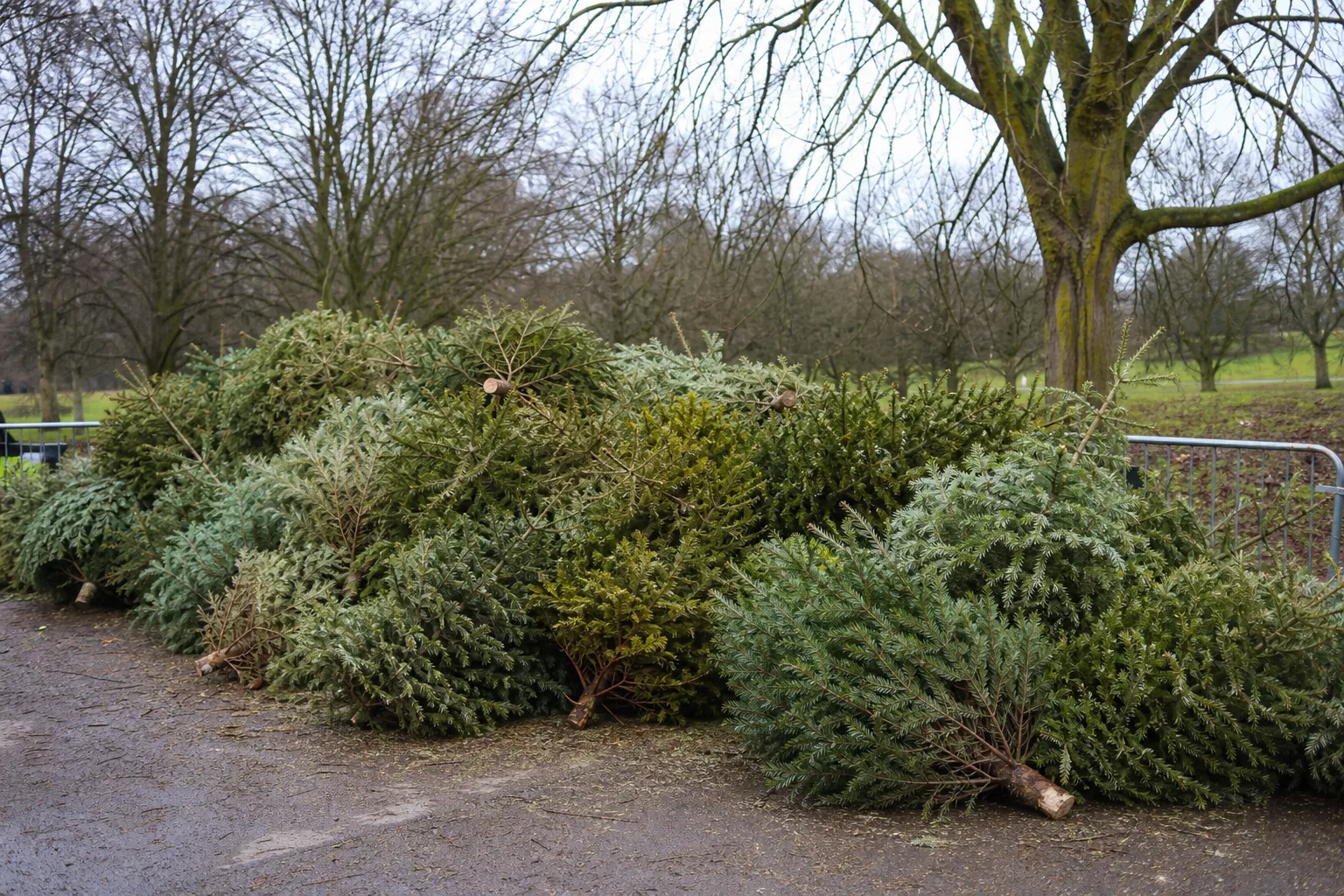 Christmas trees collected for recycling at a UK council drop-off point